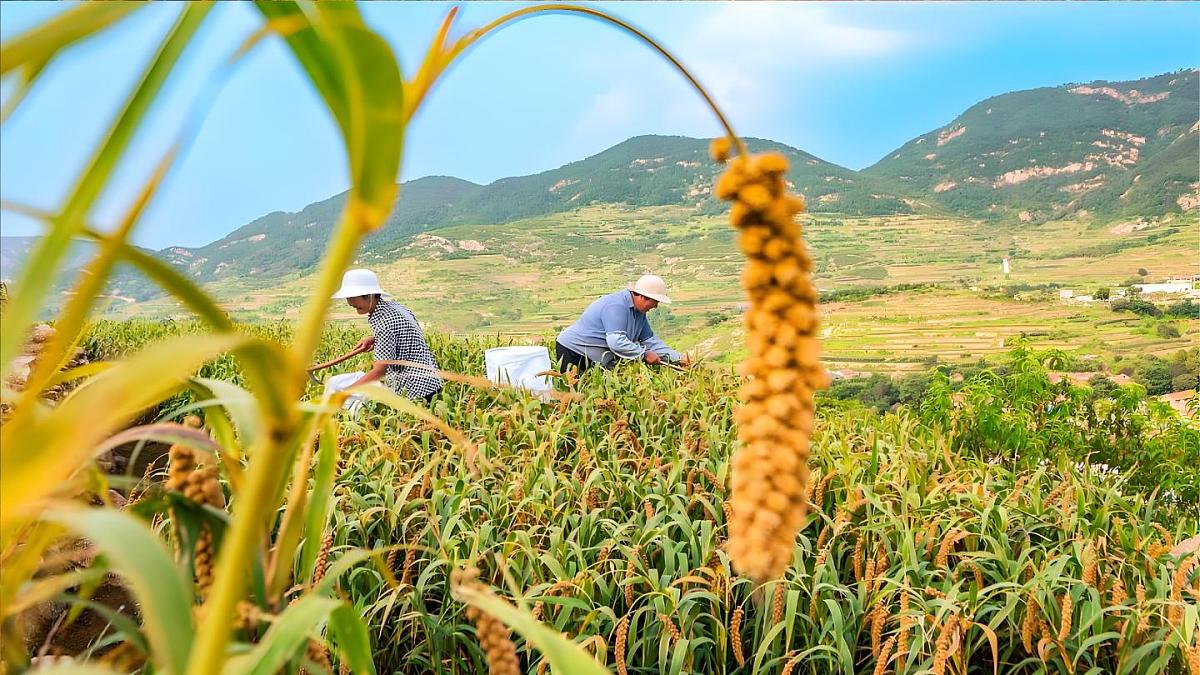6 秋天的雨【教案匹配版】第2页