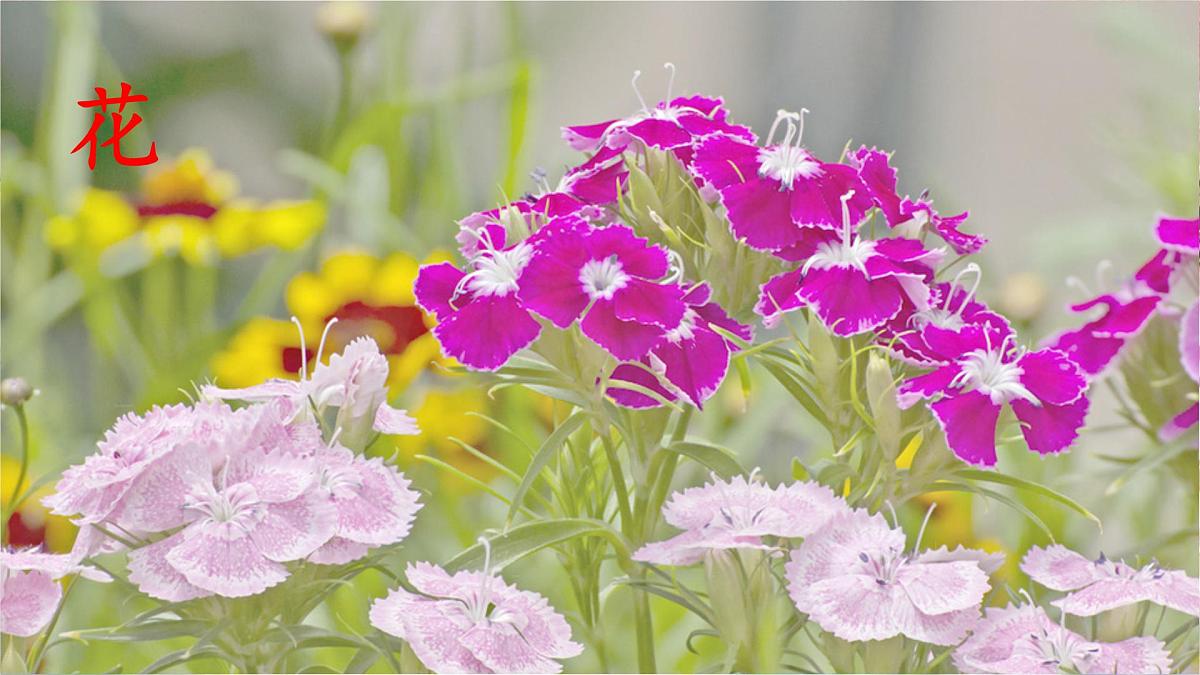 2 花的学校第2页