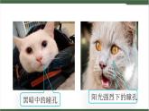 《口語(yǔ)交際：愛(ài)護(hù)眼睛，保護(hù)視力》課件
