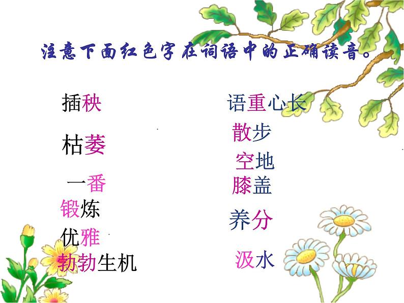 桃花心木PPT课件1207