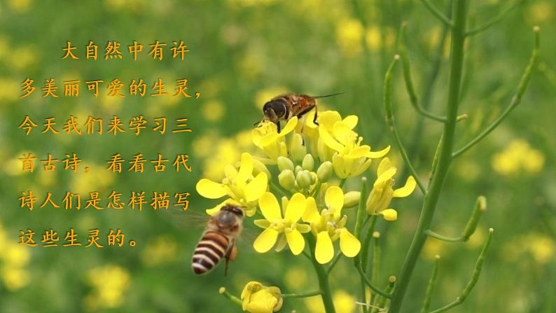 1 《古诗三首》课件第1页