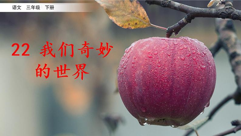 22 《我们奇妙的世界》课件+素材02