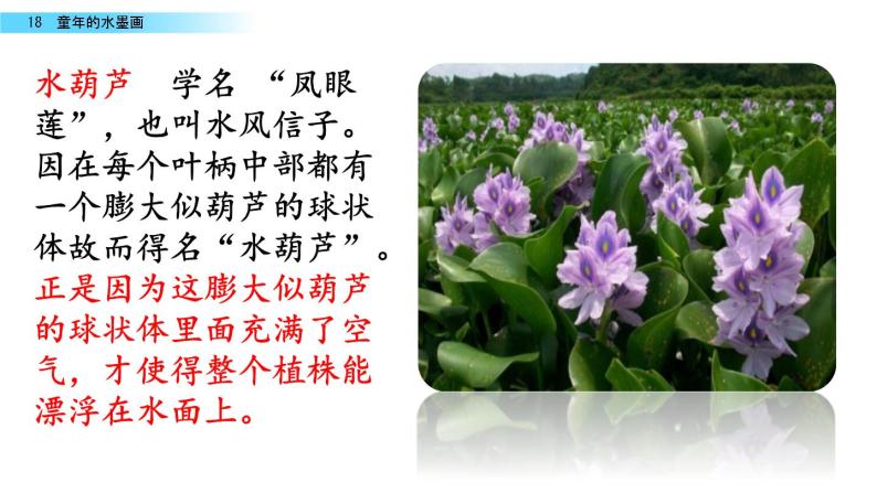 《童年的水墨画》素材链接:水葫芦.pptx