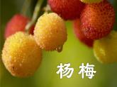 21、《杨氏之子》素材链接2：杨梅 课件