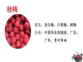 21、《杨氏之子》素材链接2：杨梅 课件
