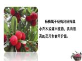 21、《杨氏之子》素材链接2：杨梅 课件