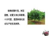 21、《杨氏之子》素材链接2：杨梅 课件