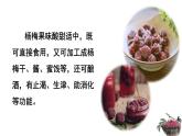 21、《杨氏之子》素材链接2：杨梅 课件