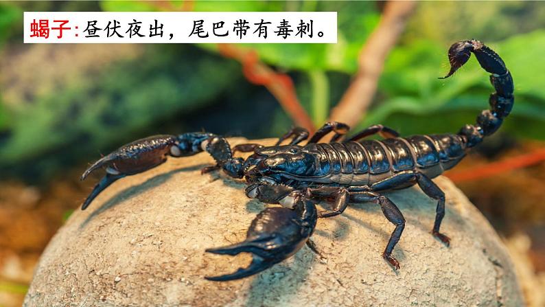 15、《表里的生物》素材链接1：蝎子第1页