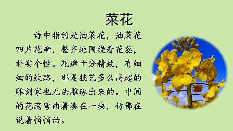 1.《古诗词三首》素材链接：菜花第1页