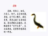 18.《小英雄雨来（节选）》素材链接2：泥鳅 课件