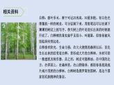 11、白桦 课件