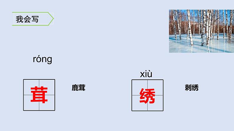 11、白桦 课件07