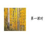 11《白桦》第一课时 课件