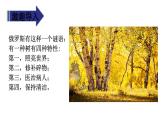 11《白桦》第一课时 课件