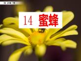 14 《蜜蜂》课件