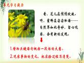 13《花钟》精品课件
