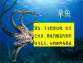 23《海底世界》精品课件