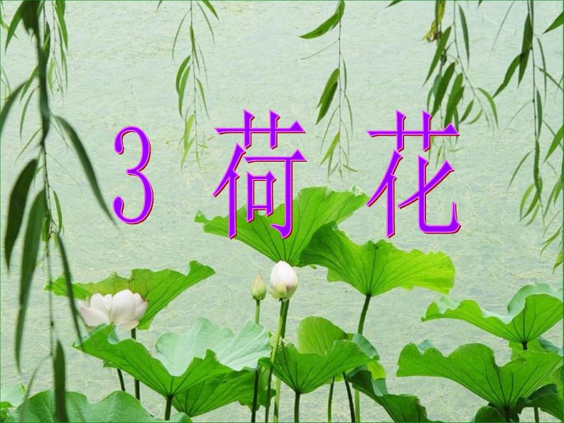 3 荷花 教学课件02