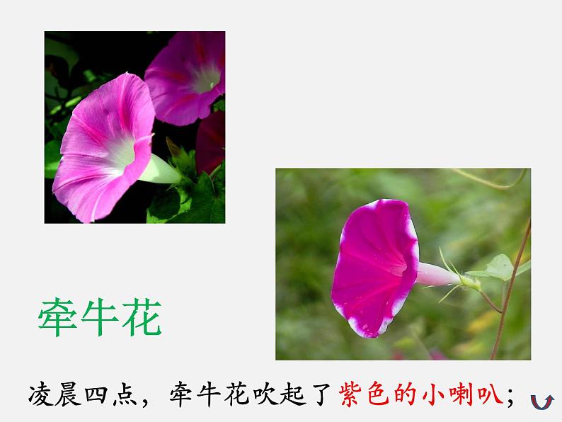 13 花钟 课件08