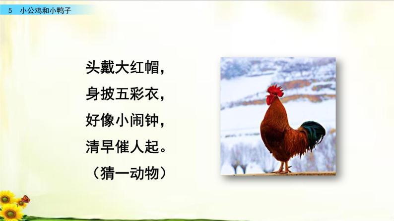 5《小公鸡和小鸭子》_语文一年级下册全册课件01