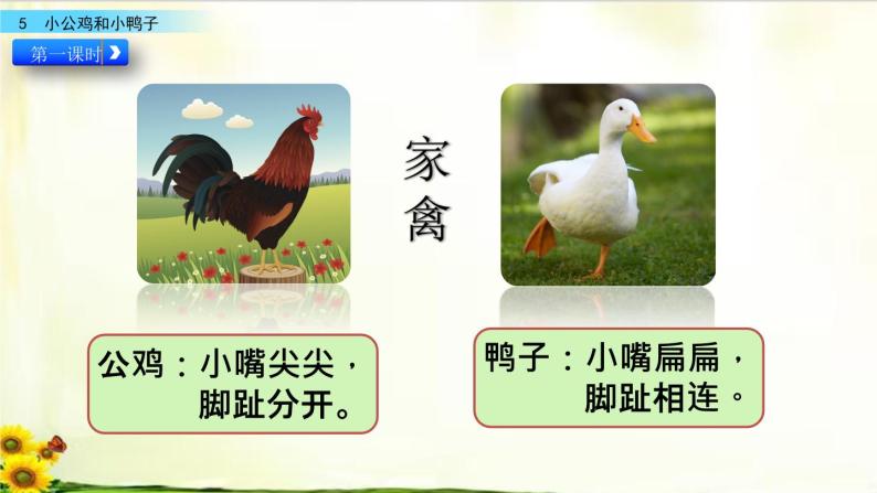 5《小公鸡和小鸭子》_语文一年级下册全册课件04
