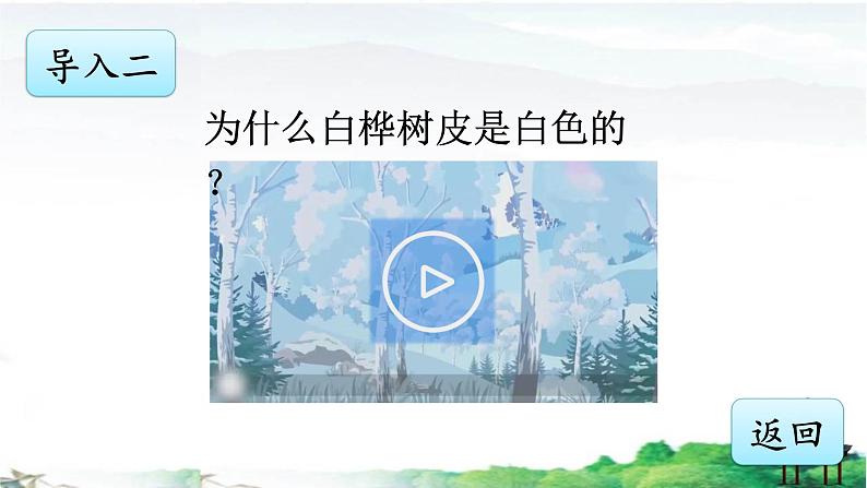 《白桦》优质课件03