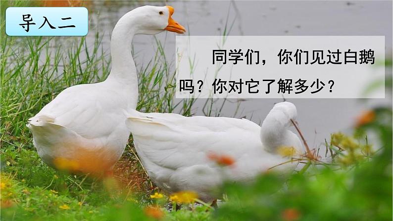 《白鹅》优质课件03