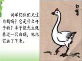 15《白鹅》第一课时 课件