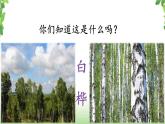 11《白桦》第一课时课件