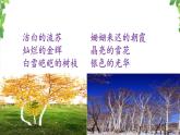 11《白桦》第二课时 课件