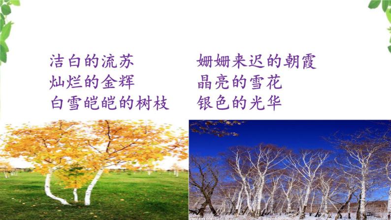小学语文人教部编版四年级下册第三单元11白桦评优课课件ppt