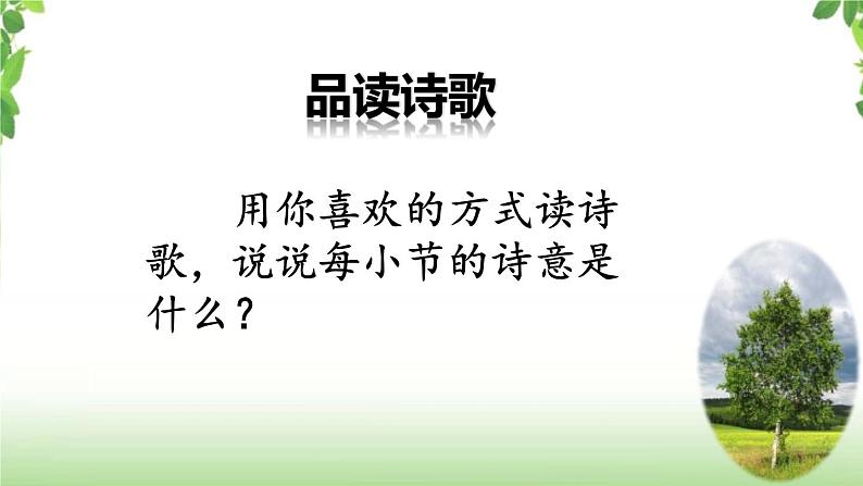 11《白桦》第二课时 课件05