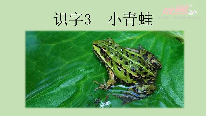 （精品·课堂教学课件）识字3 小青蛙第2页