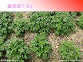 2《落花生》第二课时 课件