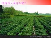 2《落花生》第二课时 课件