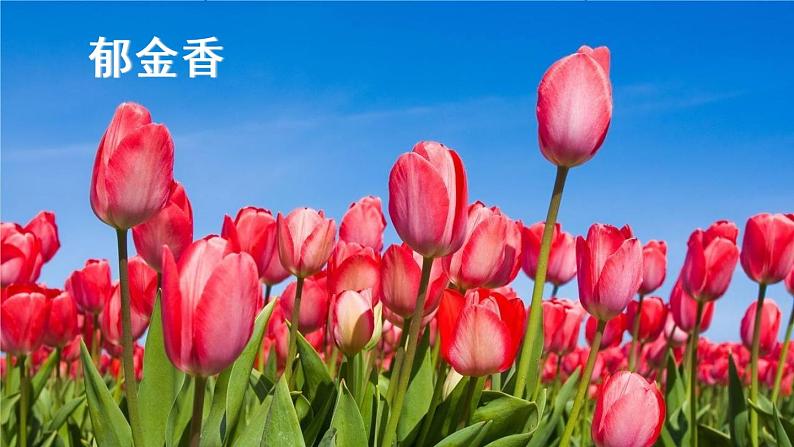 19《牧场之国》课件第3页