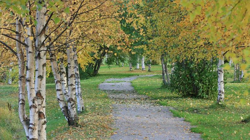 11《白桦》PPT+音视频素材04