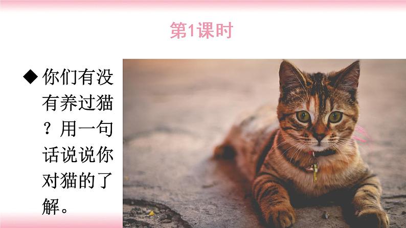 13《猫》PPT+音视频素材02