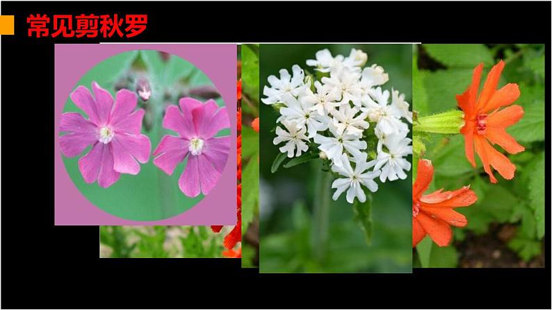 3《现代诗二首：剪秋罗》第2页