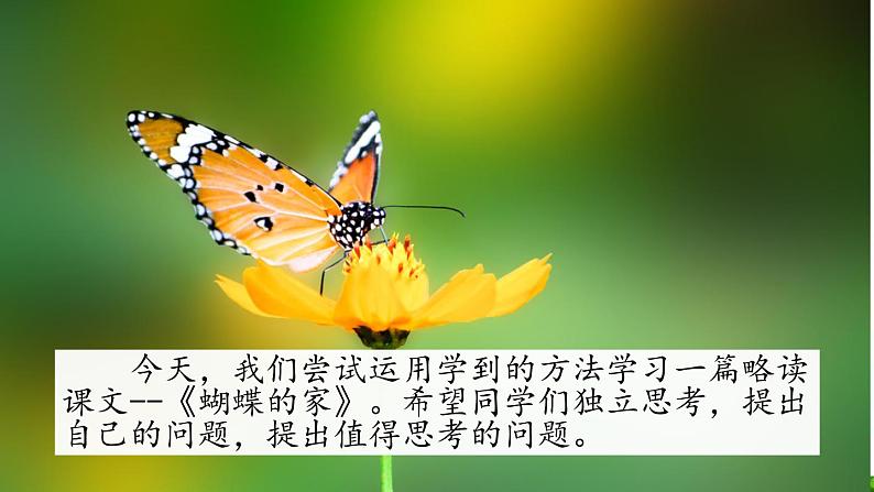 8《蝴蝶的家》课件+视频素材02
