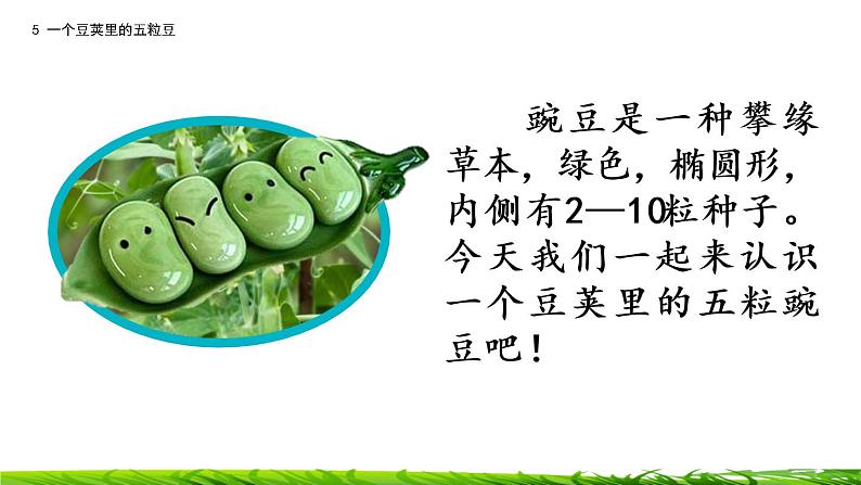 5《一个豆荚里的五粒豆》课件+视频素材05