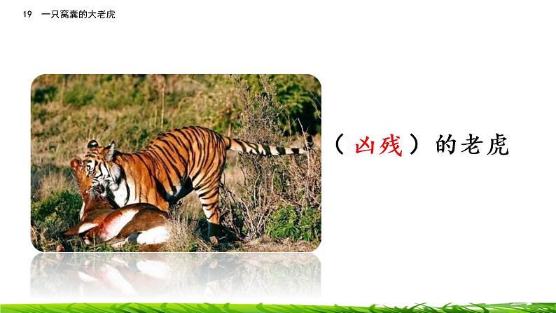 19《一只窝囊的大老虎》课件ppt+课文朗读02