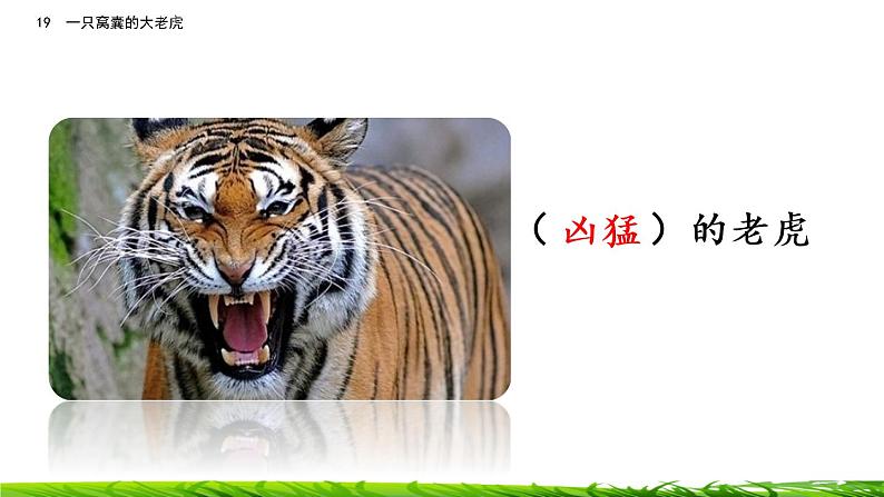 19《一只窝囊的大老虎》课件ppt+课文朗读03