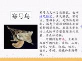 13《寒号鸟》课件