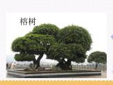 识字2《树之歌》课件