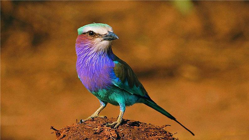 22.《父亲、树林和鸟》课件01