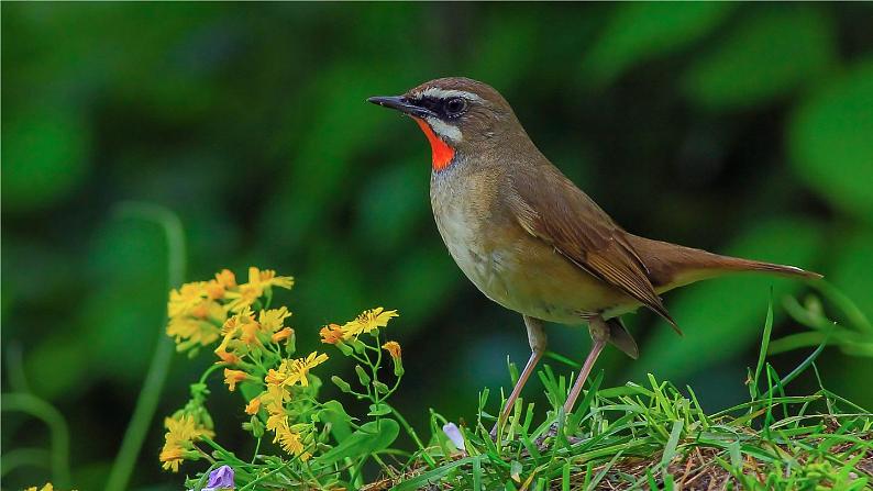 22.《父亲、树林和鸟》课件02