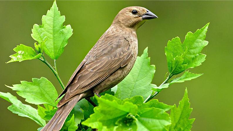 22.《父亲、树林和鸟》课件03