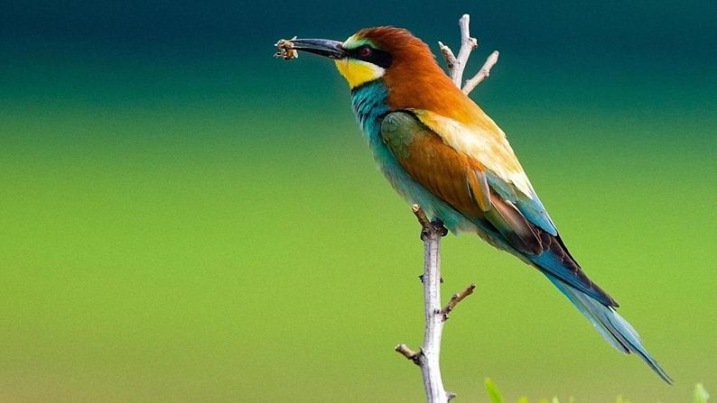 22.《父亲、树林和鸟》课件04